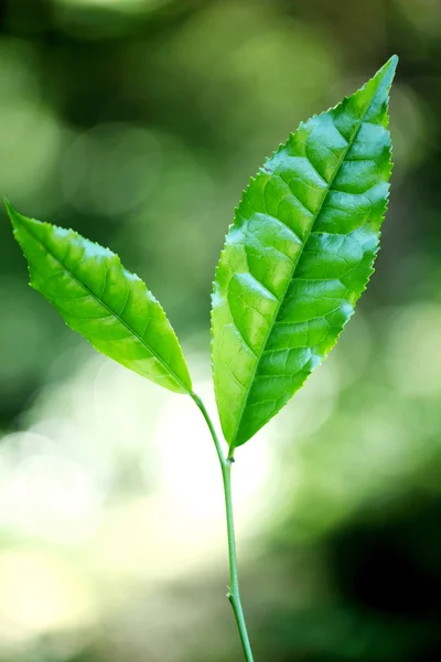 Green tea leaves — Stock Photo, Image