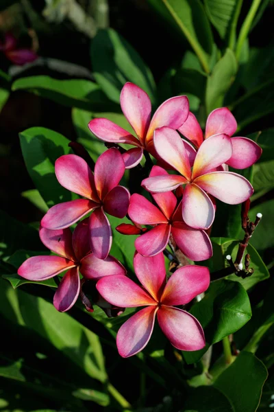 Pembe plumeria çiçekler — Stok fotoğraf