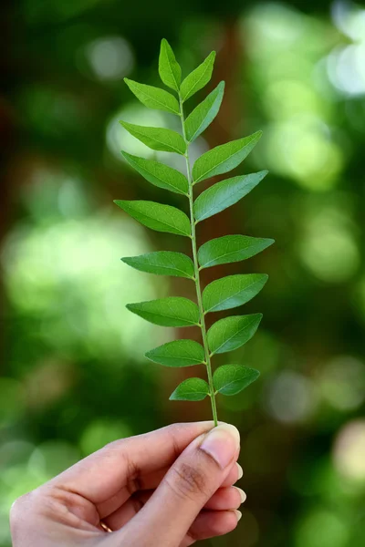 Grüne Curryblätter — Stockfoto