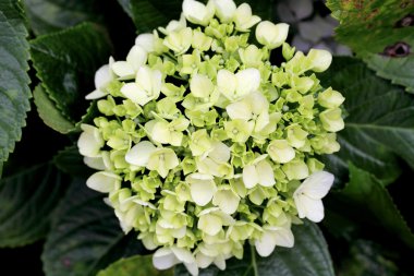 Bir demet beyaz çiçek