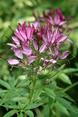 mor çiçekler kapanıyor.