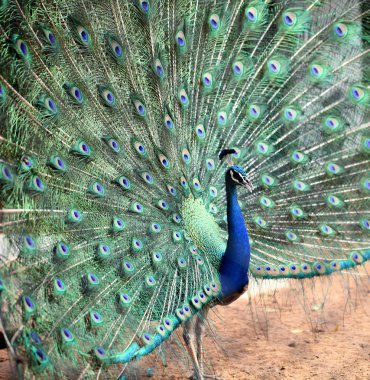 güzel bir tavus kuşu