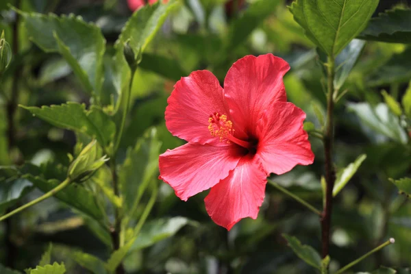 Fiore di ibisco rosso — Foto Stock