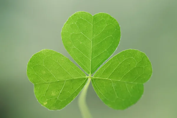 Üç yapraklı yonca