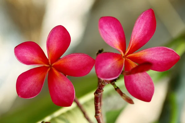 Pembe plumeria çiçekler — Stok fotoğraf