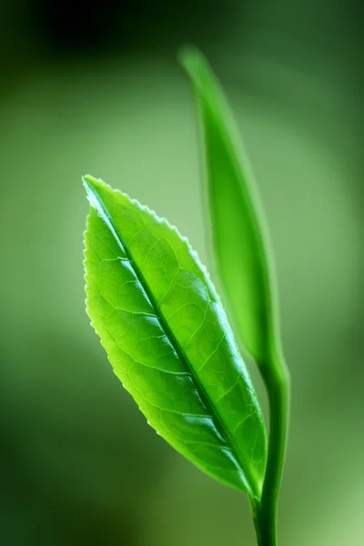 Taze yeşil çay yaprağı — Stok fotoğraf