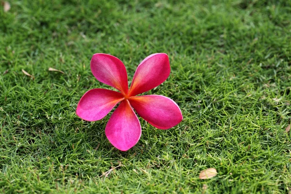 Flor de plumeria rosa — Fotografia de Stock