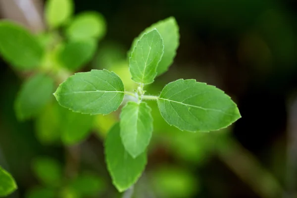 Green basil leaf — Stock Photo, Image