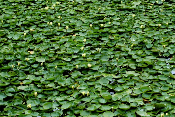 Folhas verdes em uma lagoa — Fotografia de Stock
