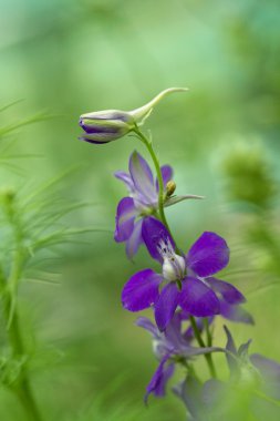 mor çiçekler kapanıyor.
