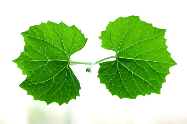 Bebé planta en blanco — Foto de Stock