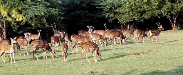 alageyik sürüsü bir çayır üzerinde 