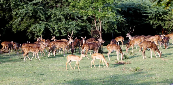 Herd of deers — Φωτογραφία Αρχείου
