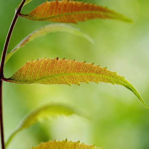 Neem leaves-Azadirachta indica — Stock Photo, Image