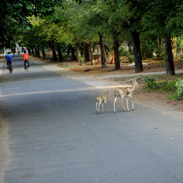 Ciervos cruzando la calle — Foto de Stock