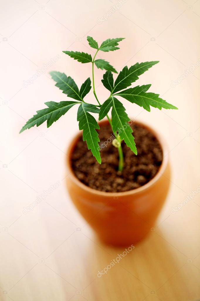 Small plant - New life