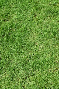 Yeşil Çimen Arkaplanı