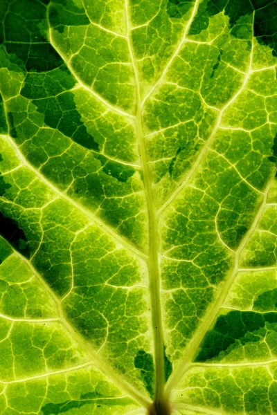 Green leaf vein — Stock Photo, Image