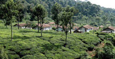 Çay ekimi, Nilgiris (Ooty), Tamilnadu, Hindistan