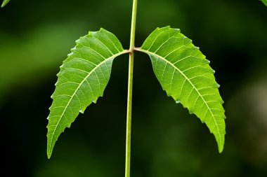 Neem yaprağı-Azadirachta Indica 