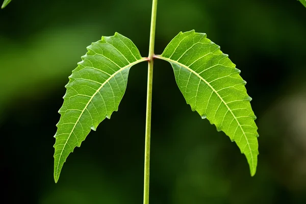 Neem leaves-Azadirachta indica — Stock Photo, Image