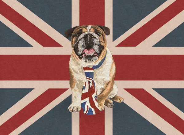 Britské pes — Stock fotografie