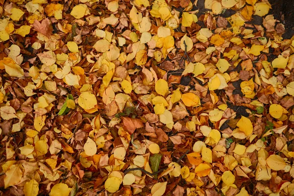 Outono Deixa Fundo Bela Queda Textura Colorida — Fotografia de Stock