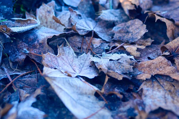 Fundo Bonito Com Folhas Congeladas Inverno — Fotografia de Stock