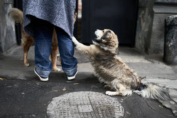 Üzgün köpek kadının yanında oturuyor ve yemek istiyor. Bir köpek konseptini benimse