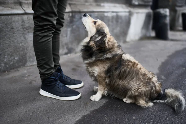 Trauriger Hund Neben Dem Mann Ein Hundekonzept Verabschieden — Stockfoto