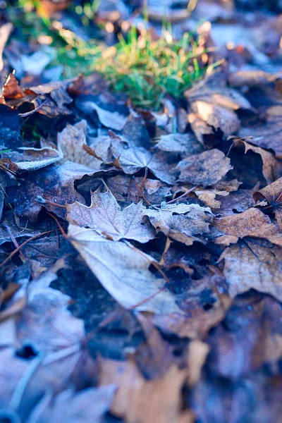 Fundo Bonito Com Folhas Congeladas Inverno — Fotografia de Stock