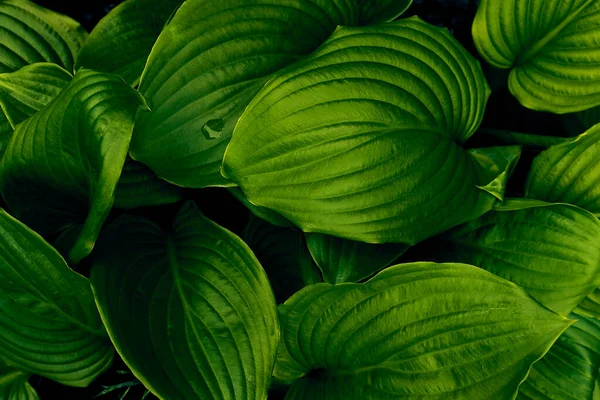 Grün Hinterlässt Hintergrund Schöne Natürliche Textur — Stockfoto