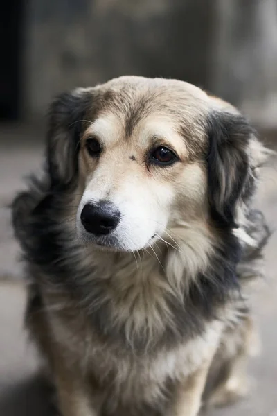 Retrato del perro triste. — Foto de Stock