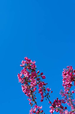 Güneşli bir günde bahar mevsiminde güzel pembe çiçekler..