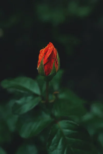 Mooie Oranje Roos Bloeiend Tuin — Stockfoto