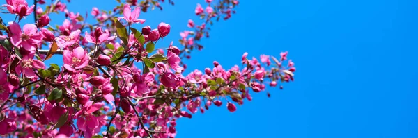 Güneşli bir günde bahar mevsiminde güzel pembe çiçekler..