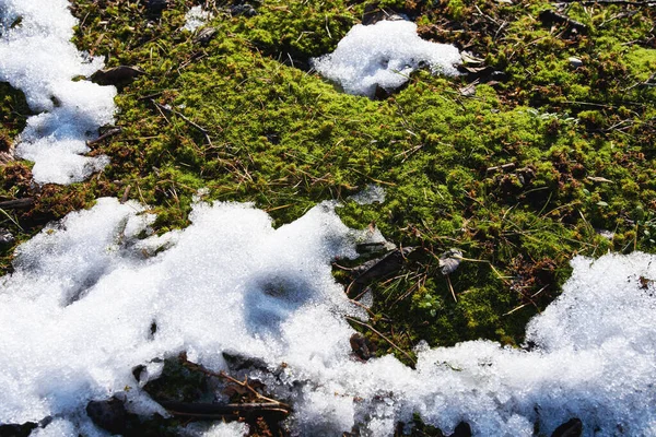 Groen gras in de vroege voorjaarstuin bedekt met sneeuw — Stockfoto