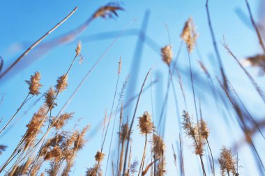 Mavi gökyüzünün altındaki gölde bir sazlığın arka planı