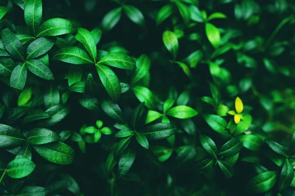 Grün Hinterlässt Hintergrund Schöne Natürliche Grüne Textur — Stockfoto