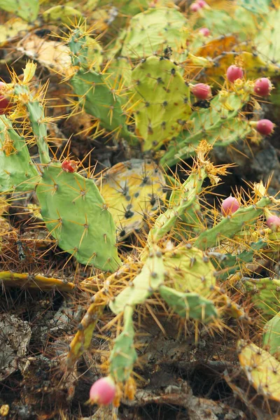 Kaktus Blomning Teneriffa Havsstrand Levande Färger — Stockfoto