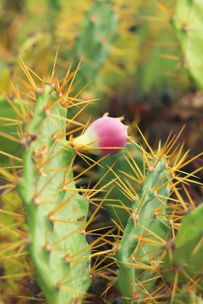 Kakteen Blühen Auf Teneriffa Meeresufer Lebendige Farben — Stockfoto