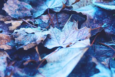 Kışın donmuş yapraklarla güzel bir arka plan.