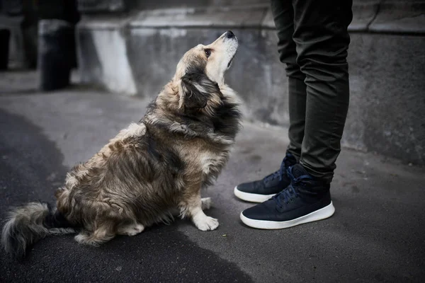 Trauriger Hund Neben Dem Mann Ein Hundekonzept Verabschieden — Stockfoto