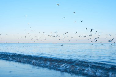 Gemi ve martıları olan parlak, güzel deniz manzarası, doğal minimalist arka plan ve doku, panoramik manzara afişi