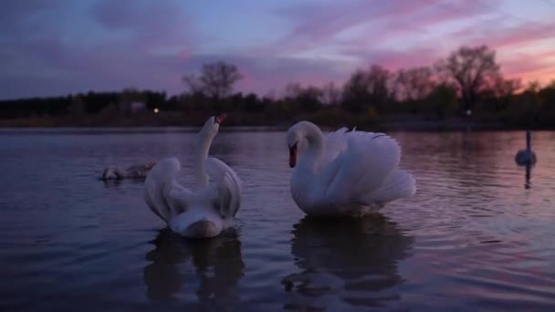 Weiße Schwäne aus nächster Nähe schwimmen und rudern im See — Stockvideo