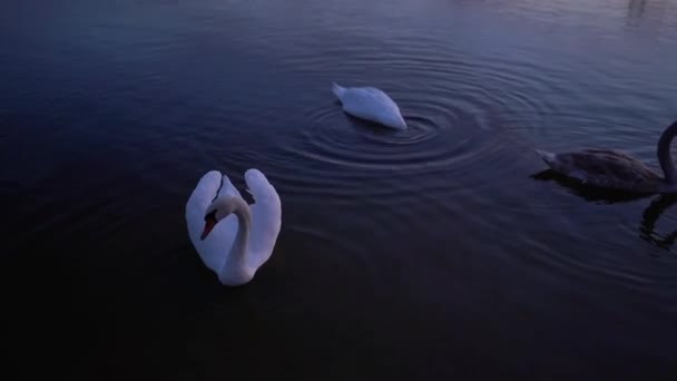 Zamknij białe łabędzie pływać i wiosłować w jeziorze — Wideo stockowe