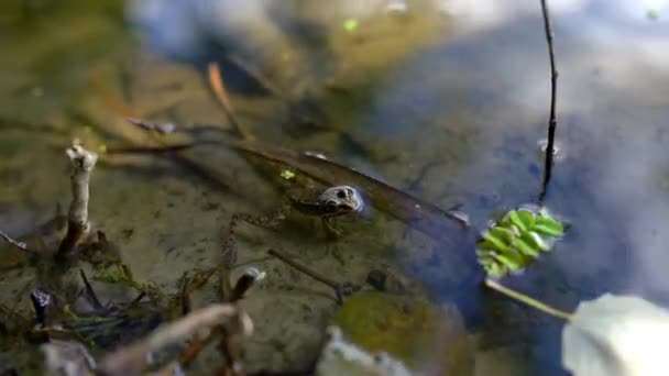 Small frog sitting in the lake — Stock Video