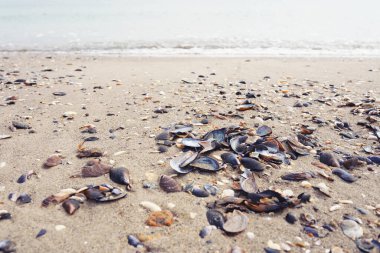 Kumda farklı deniz kabukları var. Yakın plan..