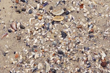 Kumda farklı deniz kabukları var. Yakın plan..