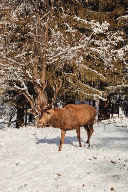 Kışın kar ormanında asil bir erkek geyik. Vahşi doğada hayat.